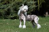 CHIEN NU CHINOIS 072